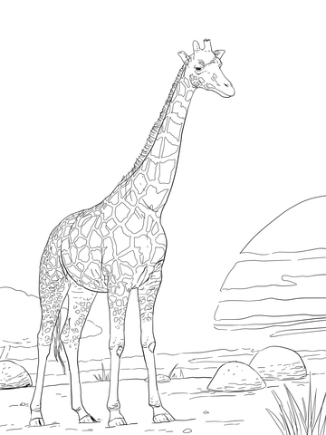 Rothschild Giraffe Coloring Page